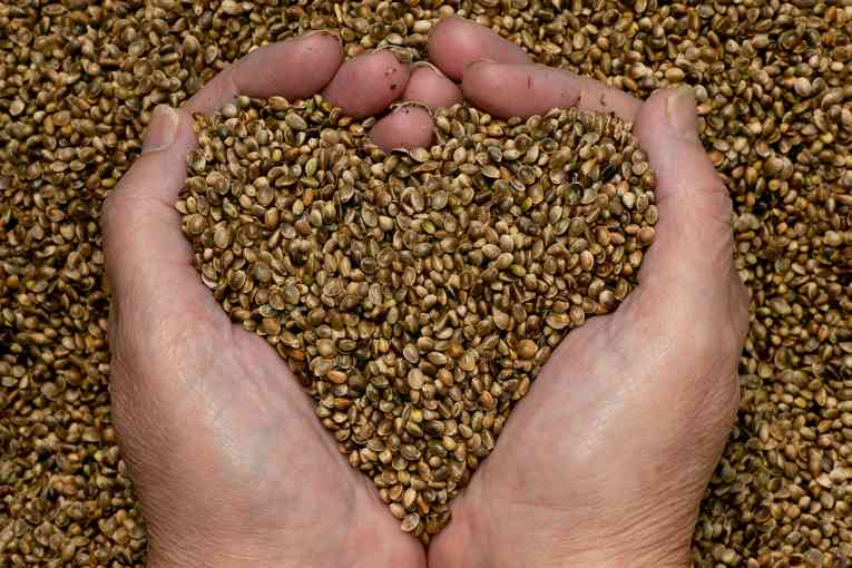 Semillas de marihuana para el corazón