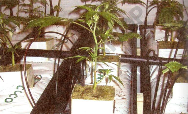 Cultivando en slabs de coco