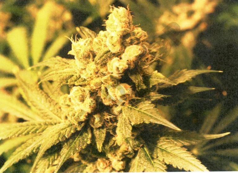 Resultado de los cogollos cultivados en coco