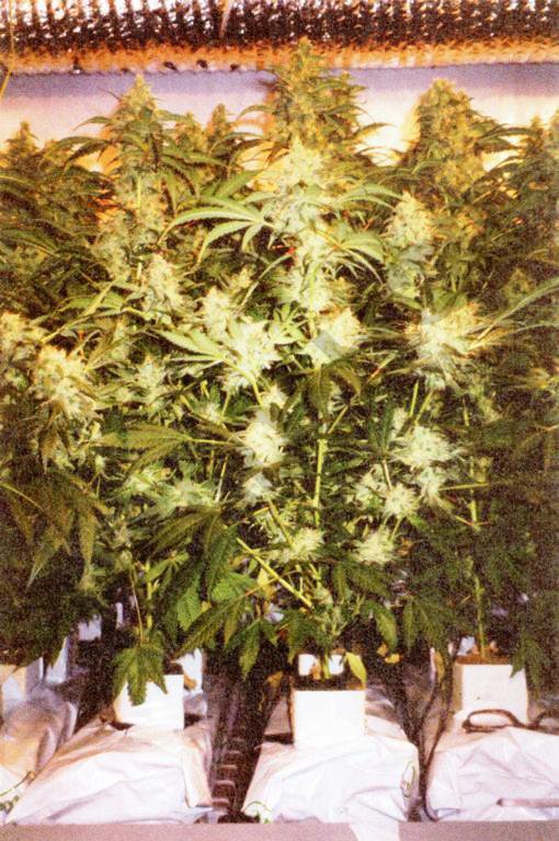 Cultivo optimizado de cannabis en coco