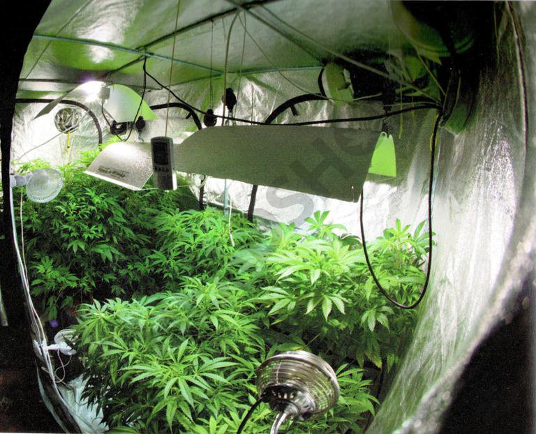 Cultivo hidroponico en Dutch Pot