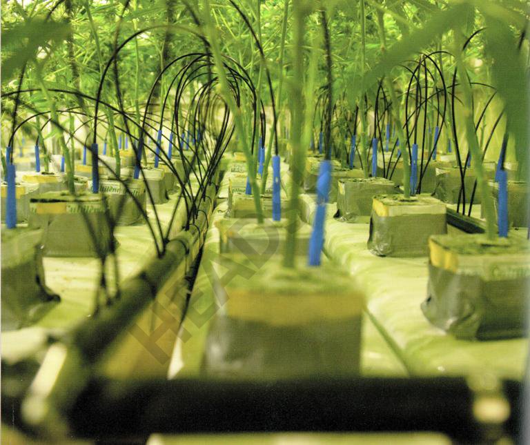 La importancia del riego en el cultivo hidropónico