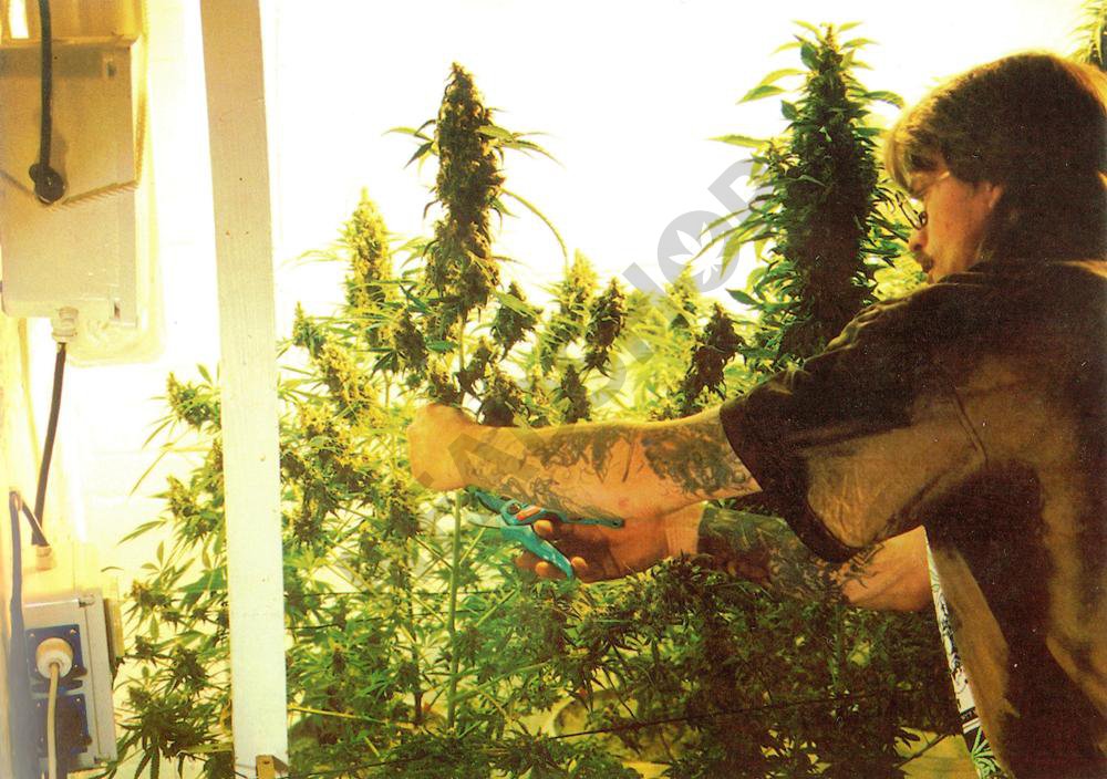 Cultivo de cannabis en interior