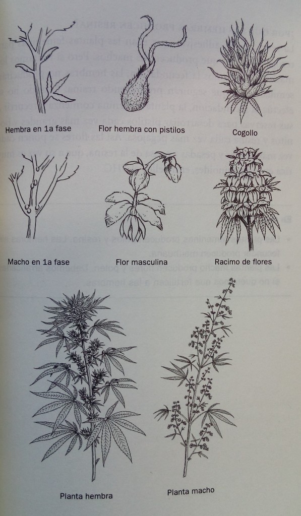 Ilustración con los dos sexos del cannabis Los dos sexos del cannabis