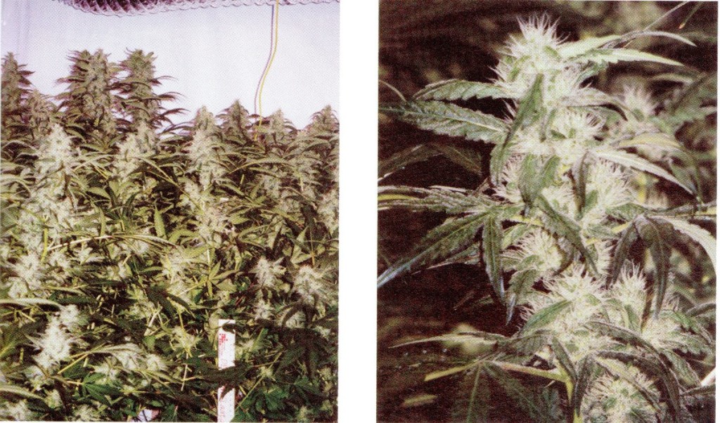 Plantas de marihuana en fotoperiodo de floración