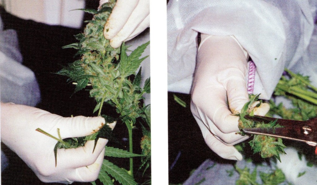 Proceso post cultivo, la cosecha