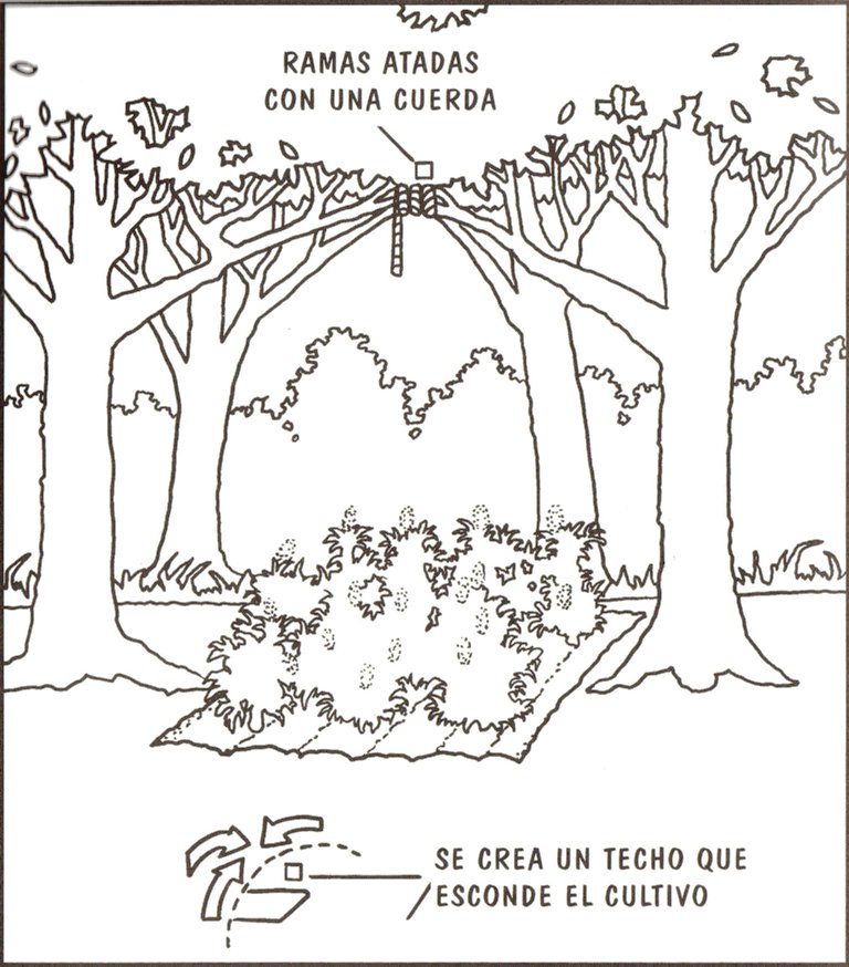 Cómo camuflar marihuana en el bosque