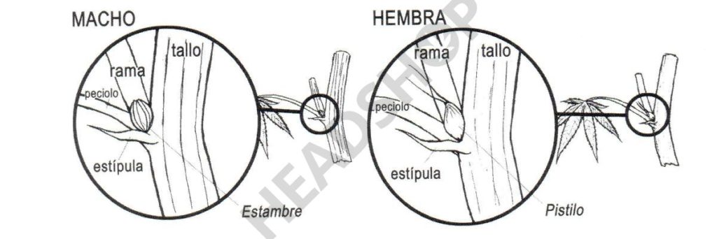 Diferencia entre macho y hembra