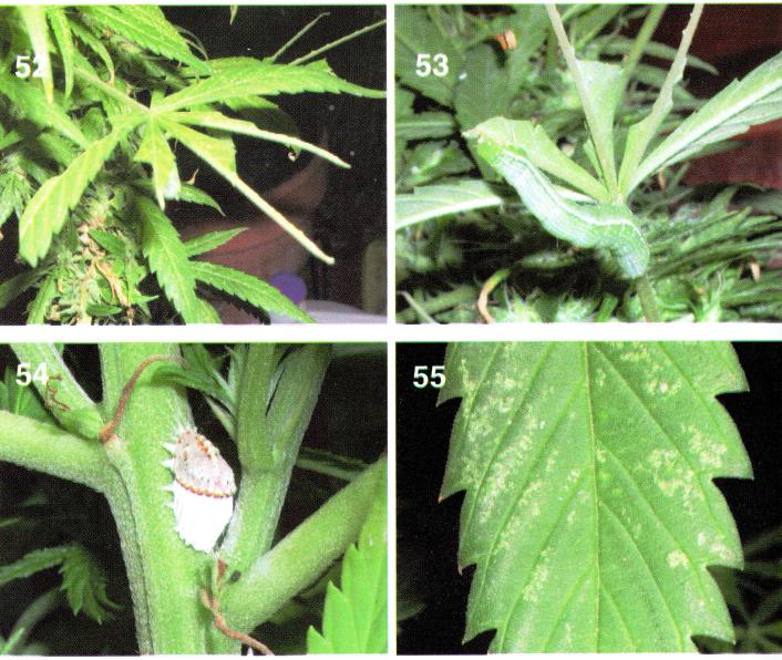 Plagas en el cultivo de marihuana
