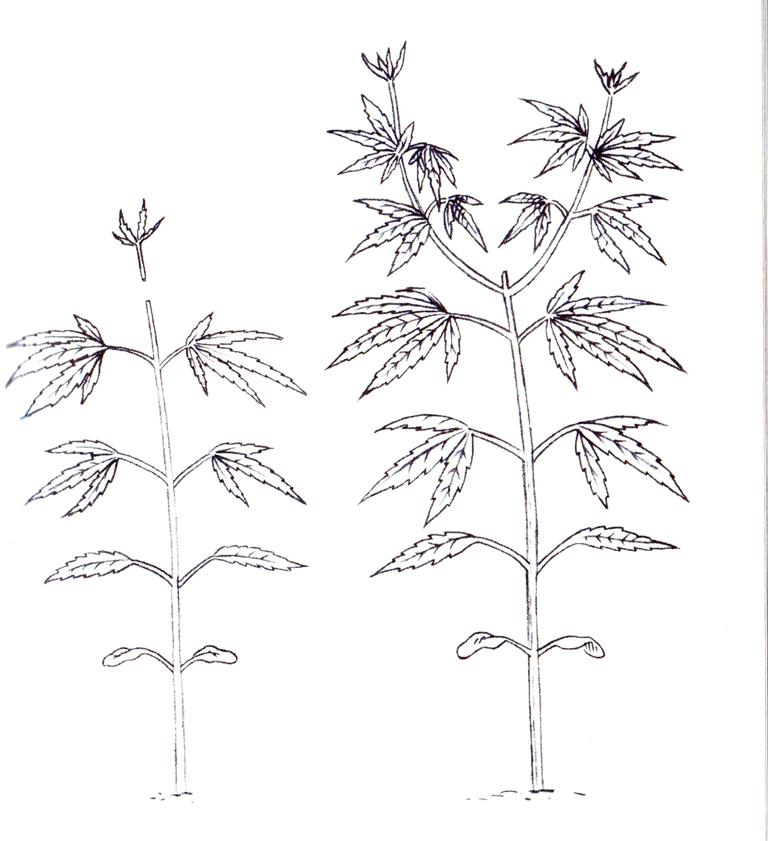 Quieres saber como podar bien las plantas?