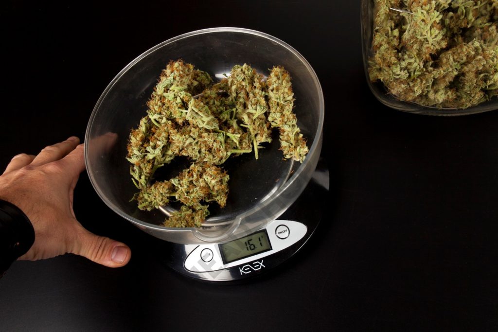 Balanza Kenex Counter midiendo el peso de cogollos de marihuana